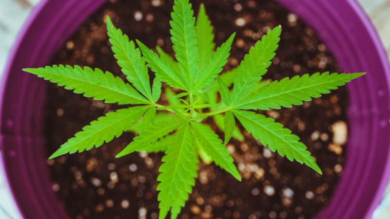 Cultivation Corner with Olivia Sobelman: Should I be transplanting my cannabis plants?