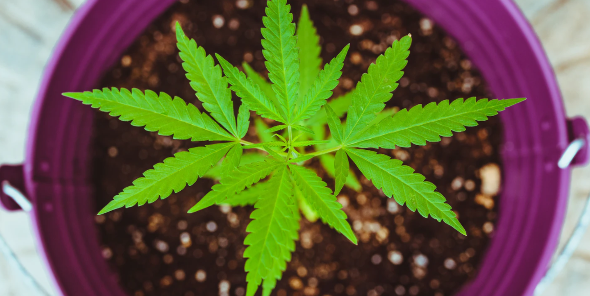 Cultivation Corner with Olivia Sobelman: Should I be transplanting my cannabis plants?