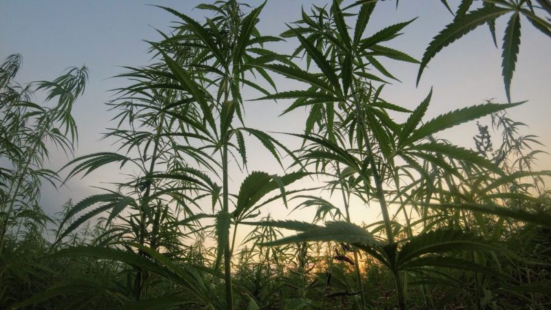 Southwest Missouri law enforcement eyes home grown marijuana