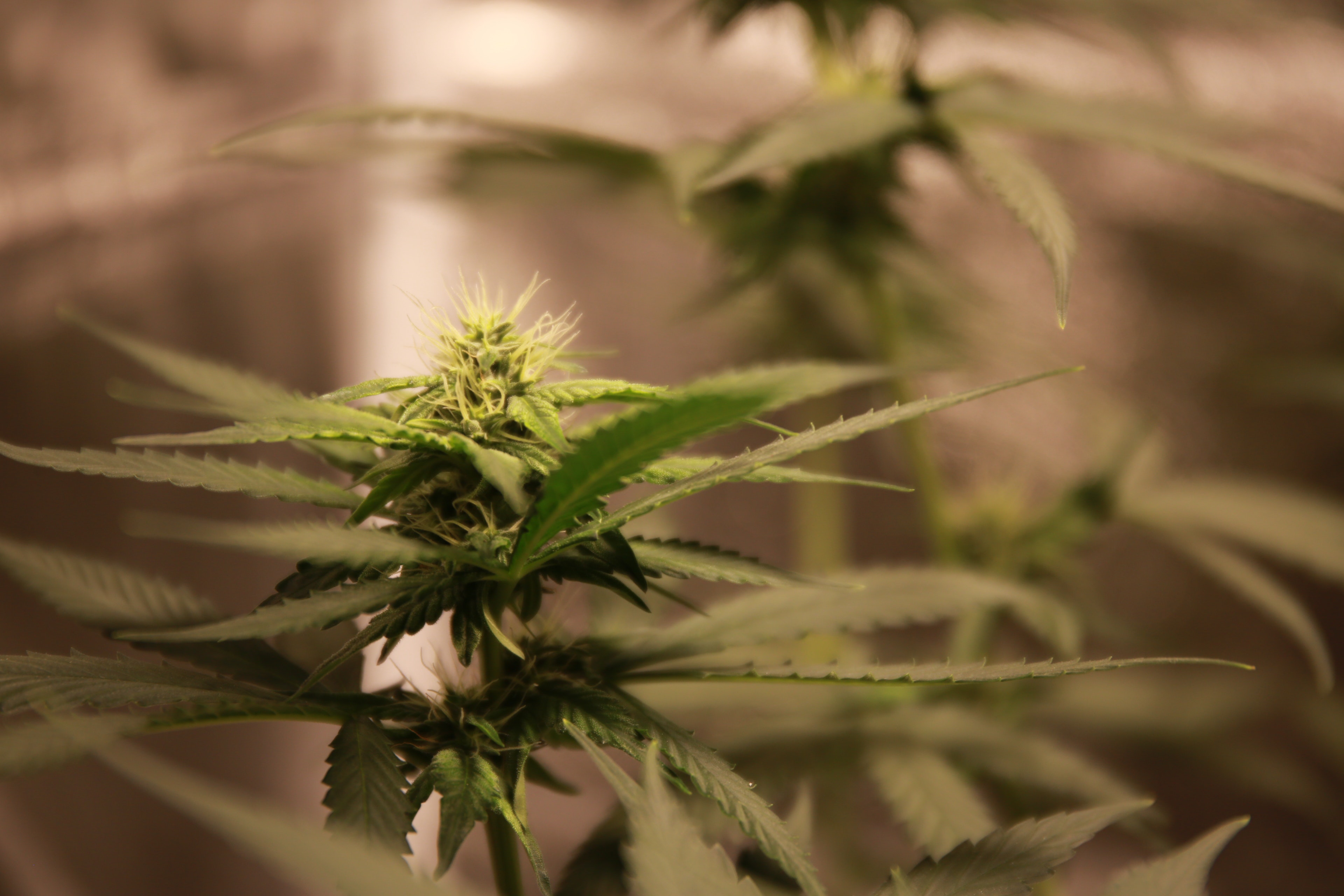 Cultivation Corner with Olivia Sobelman: Beat the heat in your indoor grow this summer