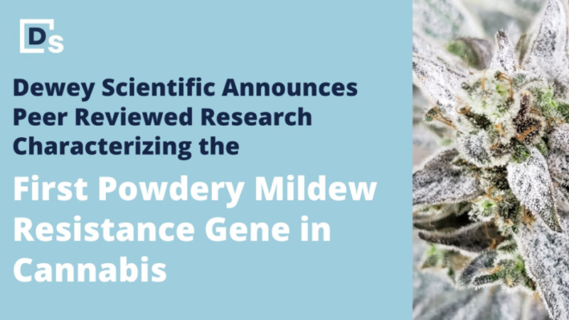 Dewey Scientific announces peer reviewed research identifying the first powdery mildew resistance gene in cannabis