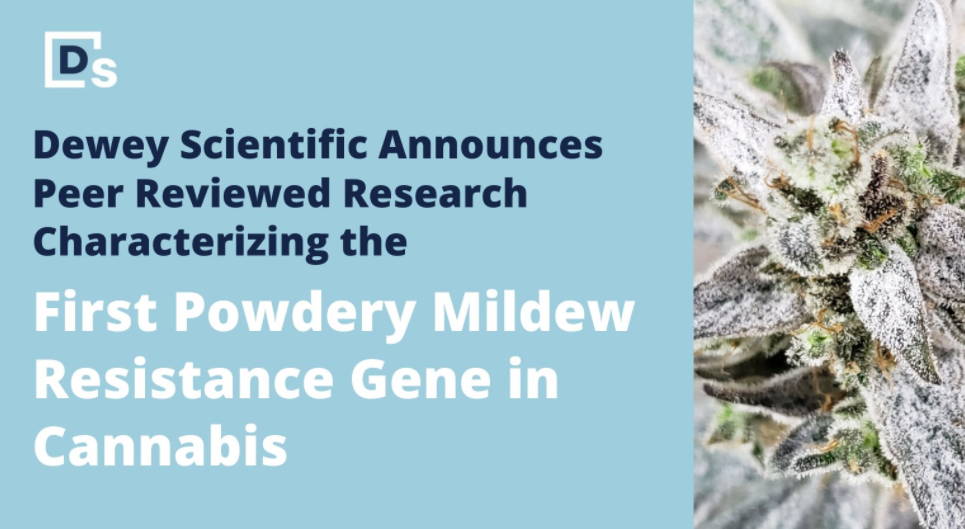 Dewey Scientific announces peer reviewed research identifying the first powdery mildew resistance gene in cannabis