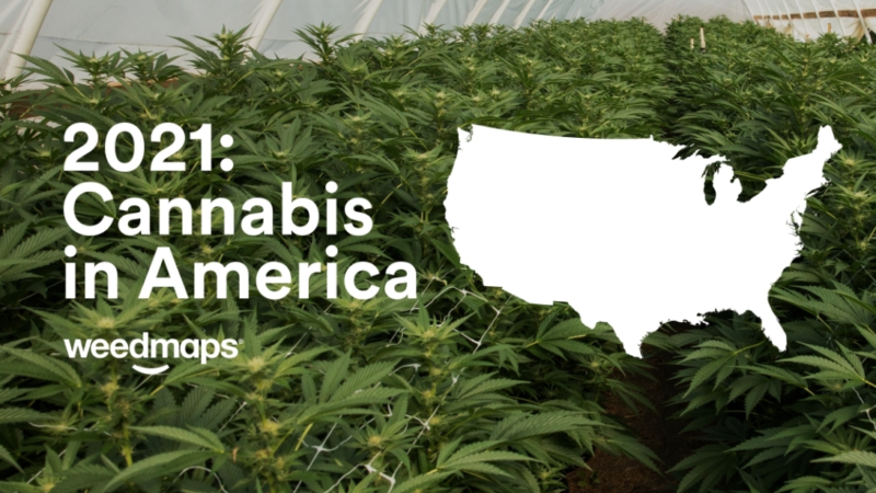 Weedmaps releases first data & insights report: Cannabis in America